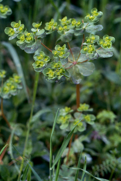 Euphorbia helioscopia / Euforbia calenzuola