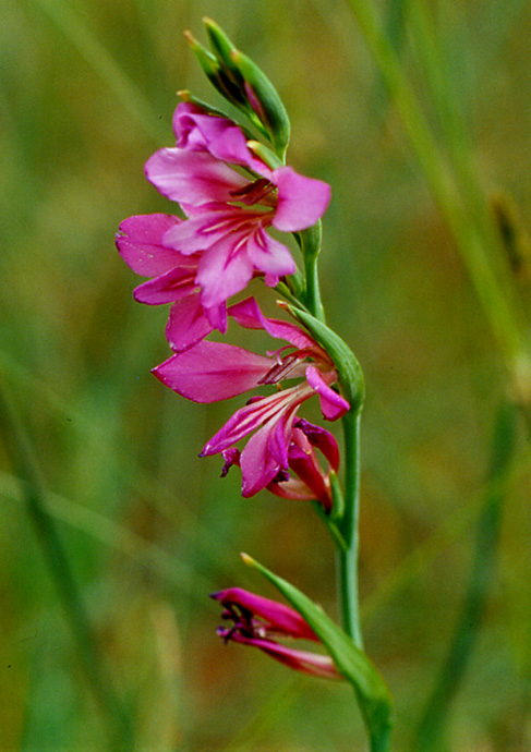 Gladiolus italicus / Gladiolo dei campi