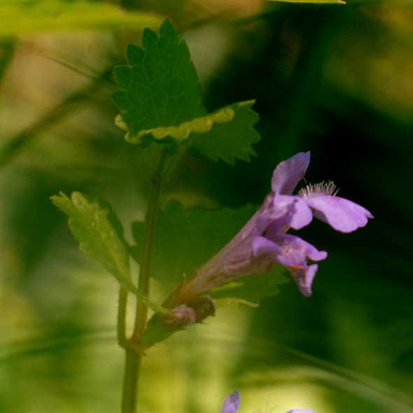 Glechoma hederacea / Ellera terrestre comune
