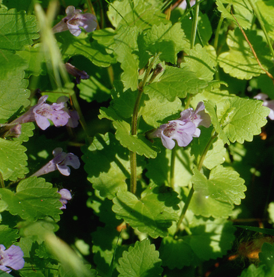 Glechoma hederacea / Ellera terrestre comune