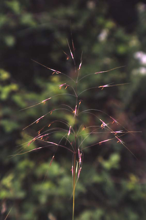 Chrysopogon gryllus / Trebbia maggiore