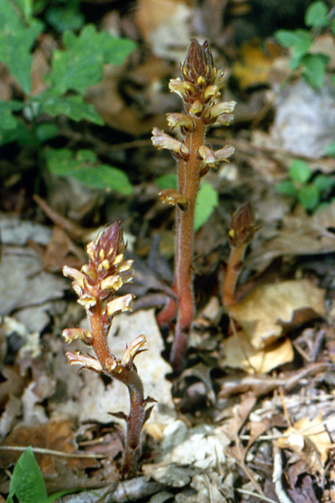 Orobanche hederae / Succiamele dell''edera