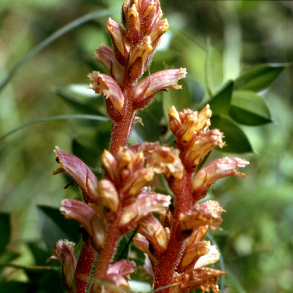 Orobanche hederae / Succiamele dell''edera