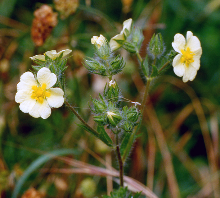 Potentilla recta / Cinquefoglia diritta