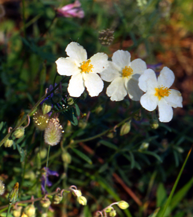 Helianthemum apenninum / Eliantemo degli Appennini