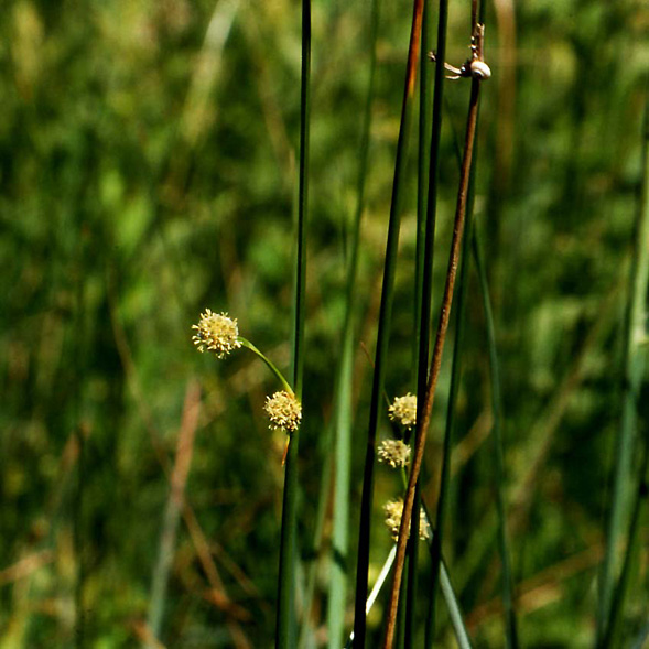 Holoschoenus australis / Giunchetto meridionale