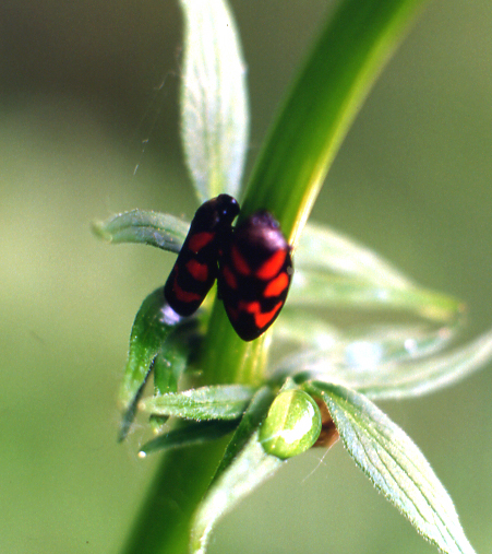 Cercopis vulnerata
