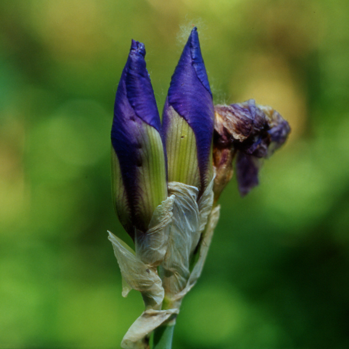 Iris germanica / Giaggiolo paonazzo