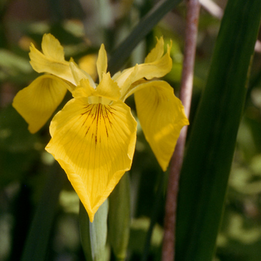 Limniris (=Iris ) pseudacorus / Giaggiolo acquatico