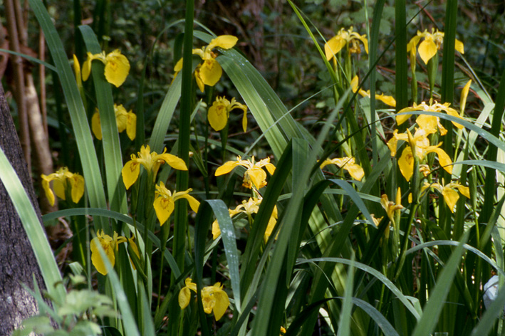 Limniris (=Iris ) pseudacorus / Giaggiolo acquatico