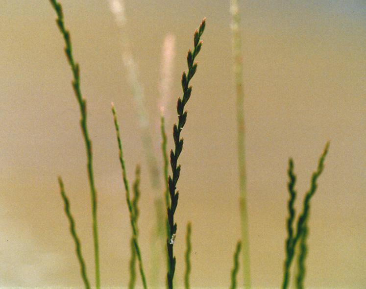 Lolium perenne / Loglio comune