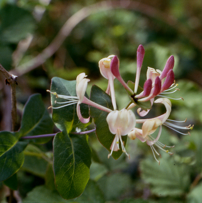 Lonicera caprifolium / Caprifoglio