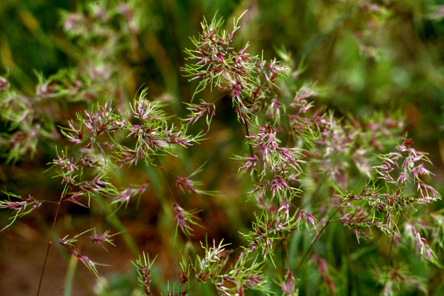 Poa bulbosa / Fienarola bulbosa
