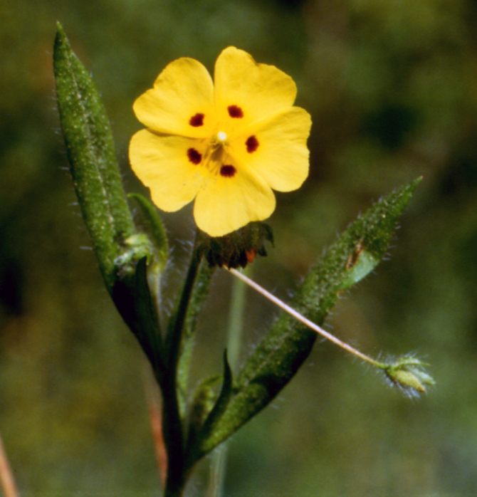 Tuberaria guttata / Fior gallinaccio comune