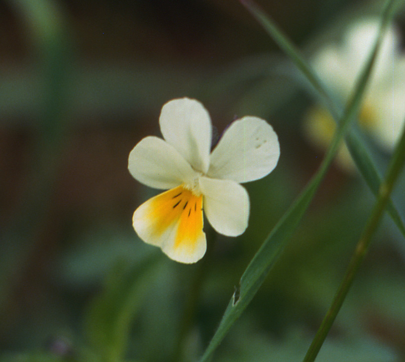Viola arvensis e altre...