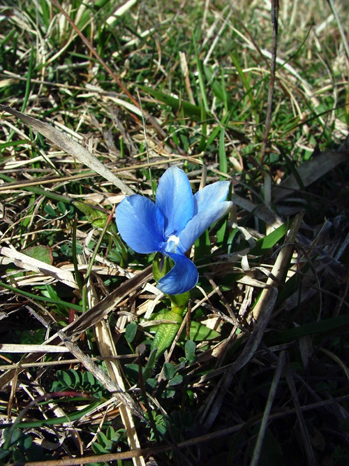Gentiana sp.