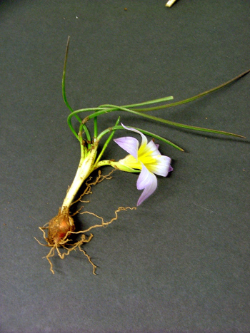Romulea requienii / Zafferanetto di Requien