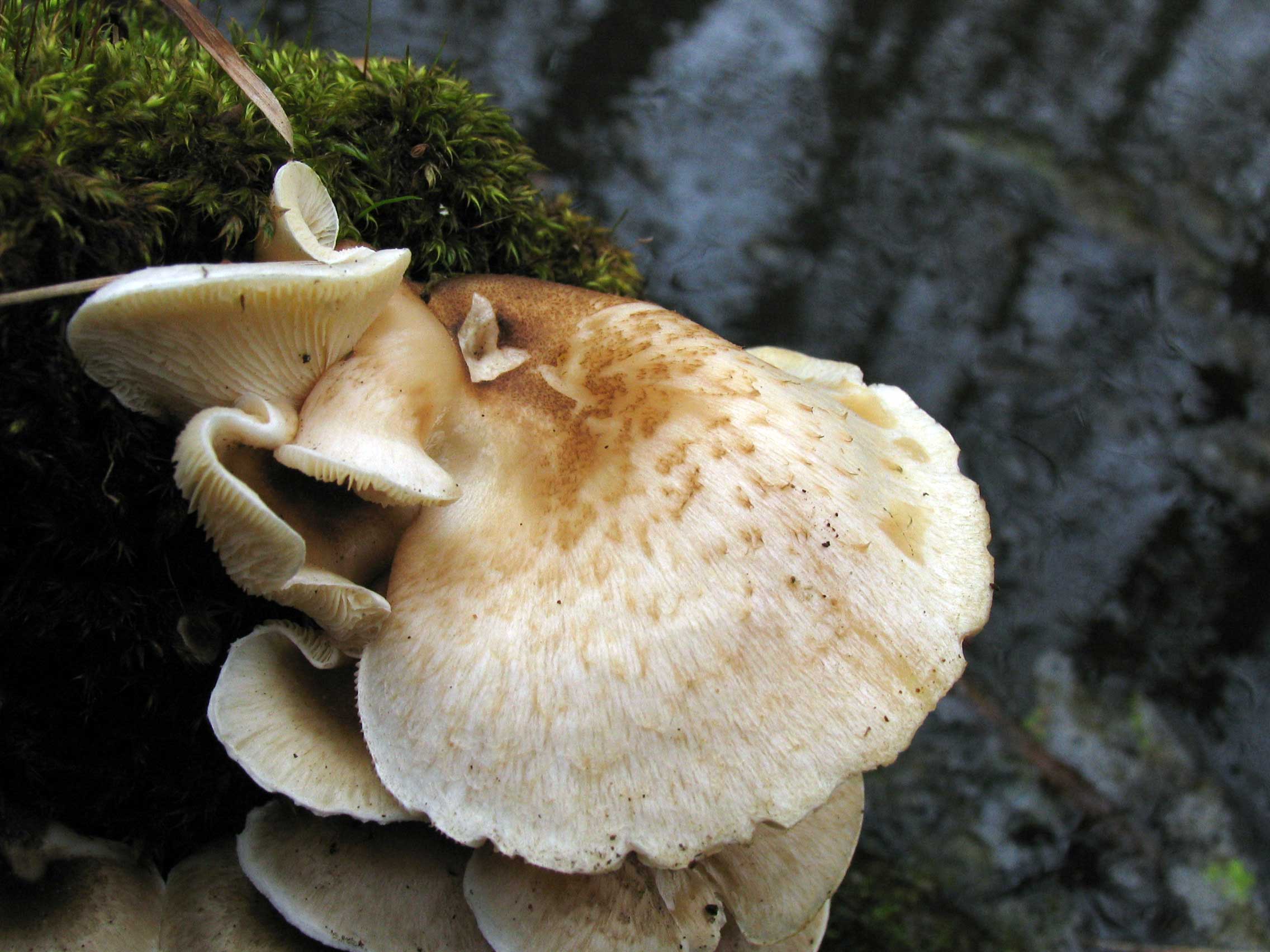 funghi primaverili
