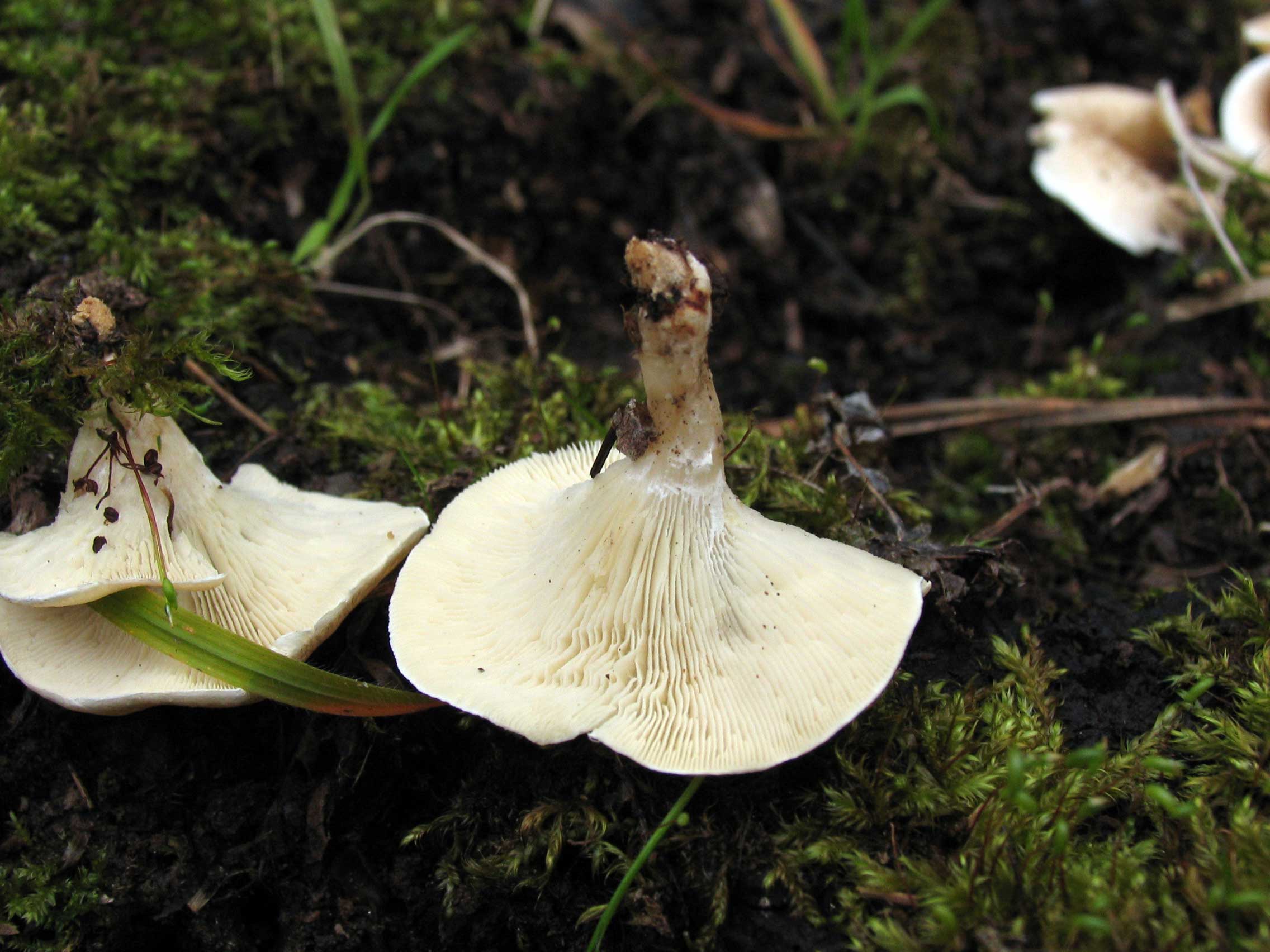 funghi primaverili