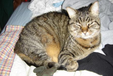 gatto selvatico?