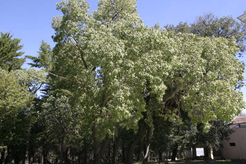 che albero ? - Brachychiton populneus