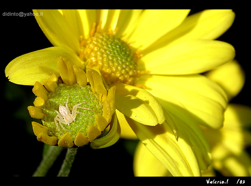 Philodromidae