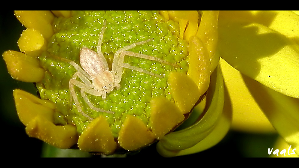Philodromidae