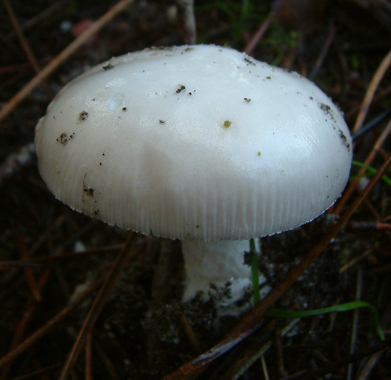 Amanita lactea?