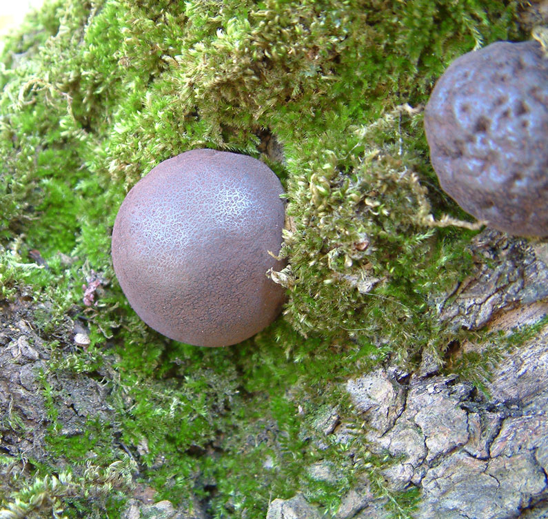 Daldinia concentrica and Stereum hirsutum