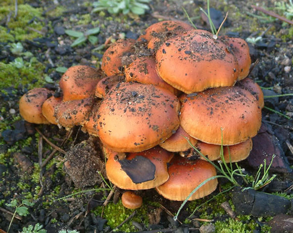Pholiota highlandensis