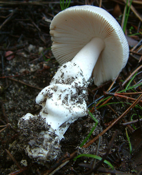 Amanita lactea?
