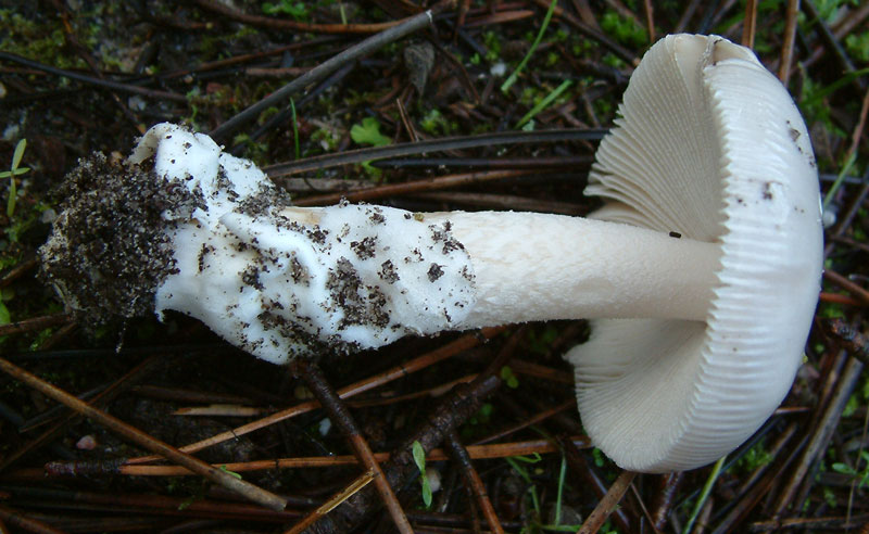 Amanita lactea?