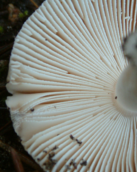 Amanita lactea?