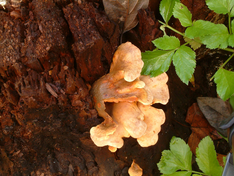 Tapinella panuoides (variet ionipus?)