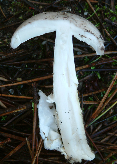 Amanita lactea?