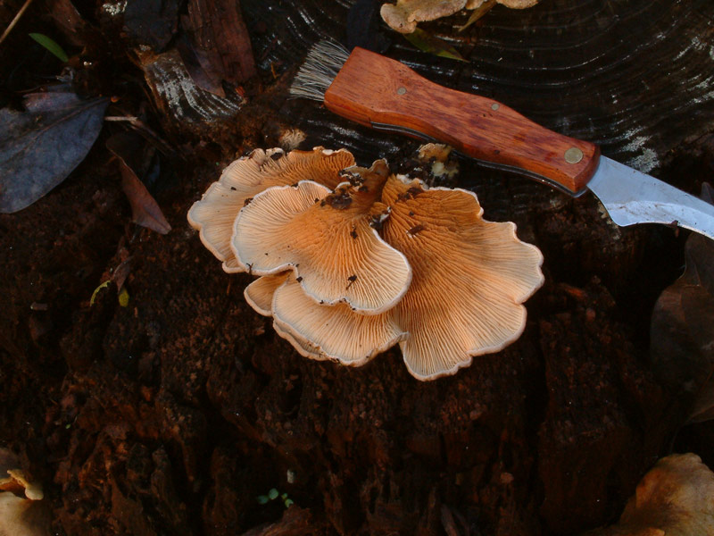 Tapinella panuoides (variet ionipus?)