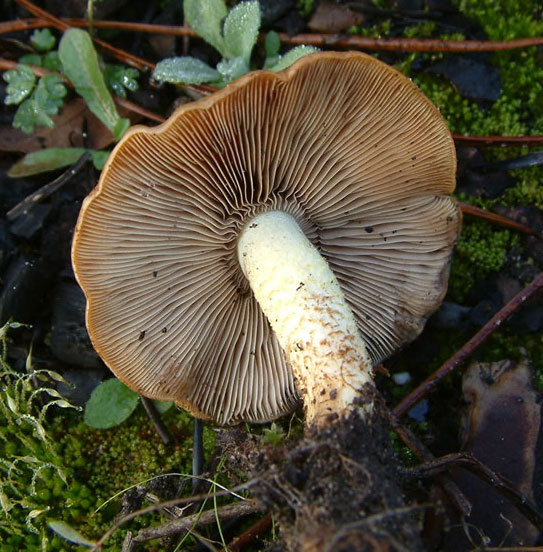 Pholiota highlandensis