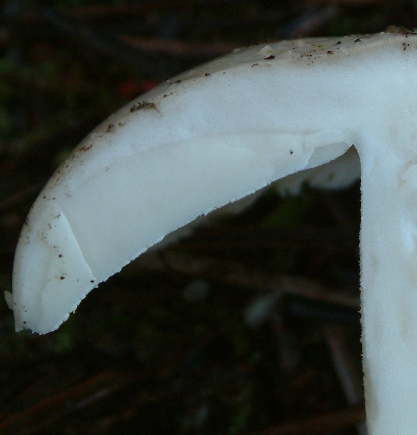 Amanita lactea?