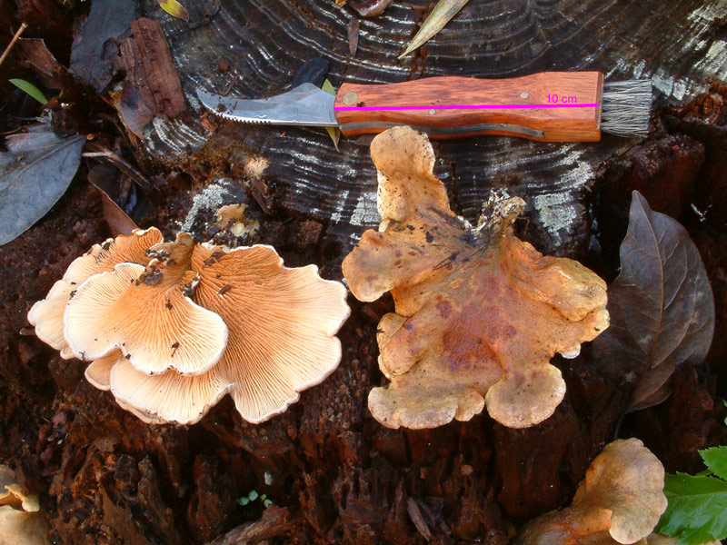 Tapinella panuoides (variet ionipus?)