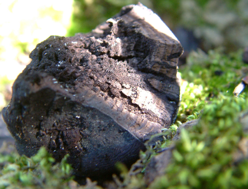 Daldinia concentrica and Stereum hirsutum