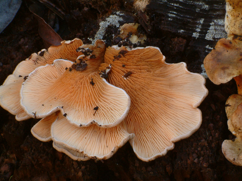 Tapinella panuoides (variet ionipus?)