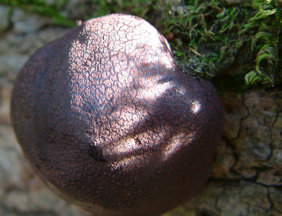 Daldinia concentrica and Stereum hirsutum