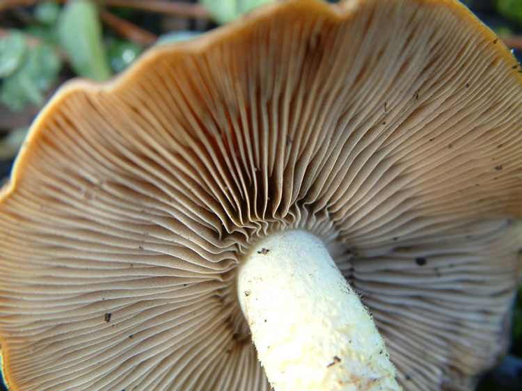 Pholiota highlandensis