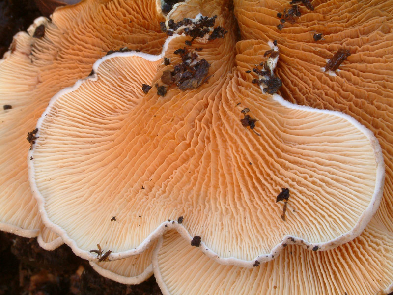 Tapinella panuoides (variet ionipus?)