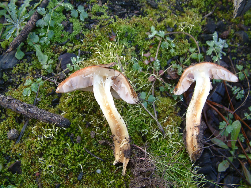 Pholiota highlandensis