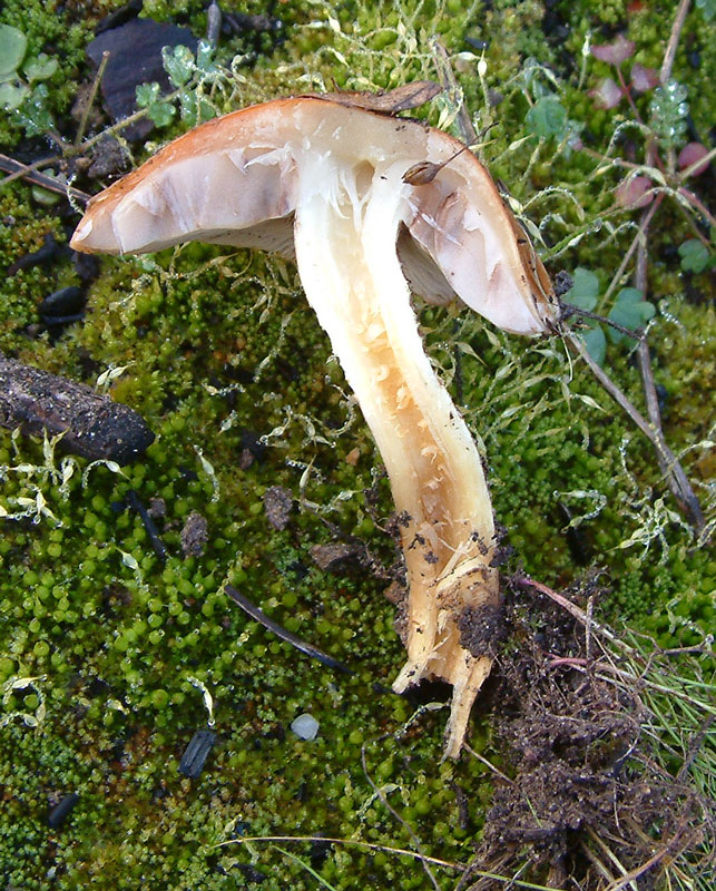 Pholiota highlandensis