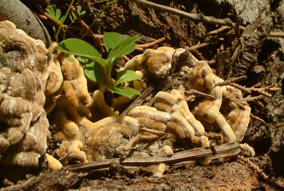 Daldinia concentrica and Stereum hirsutum