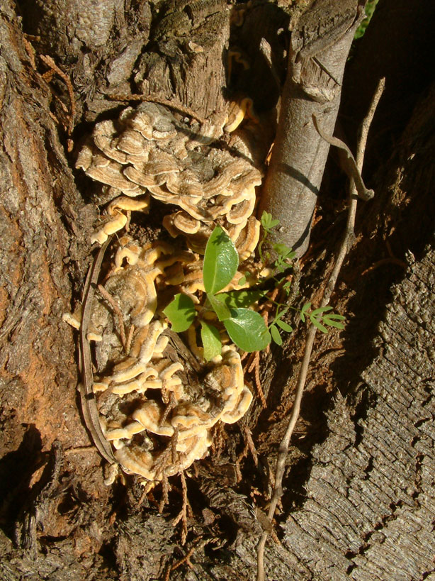 Daldinia concentrica and Stereum hirsutum