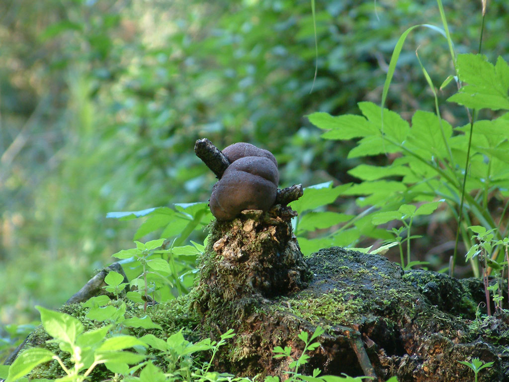 Daldinia concentrica and Stereum hirsutum