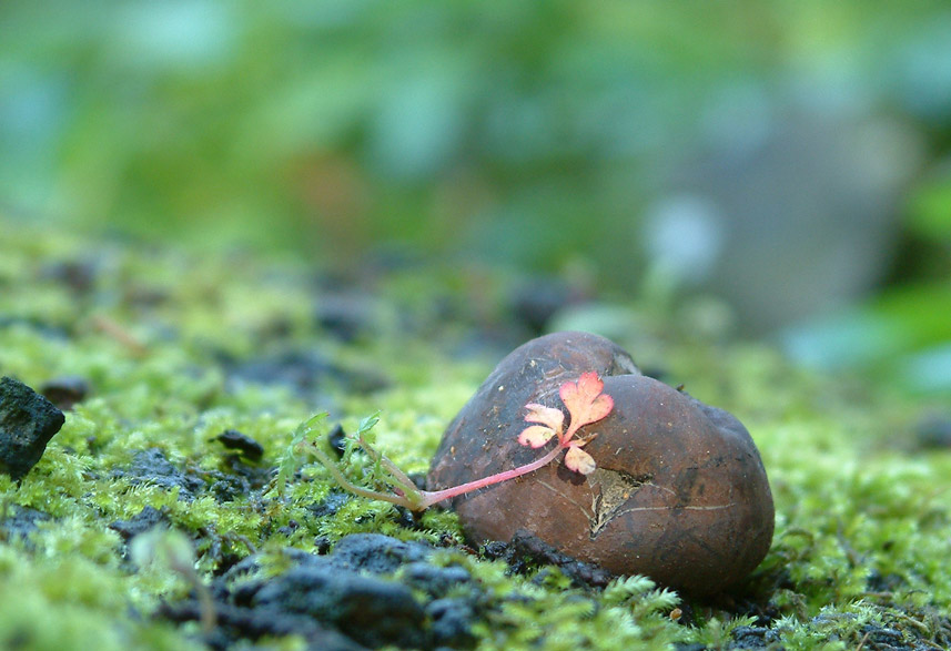 Daldinia concentrica and Stereum hirsutum